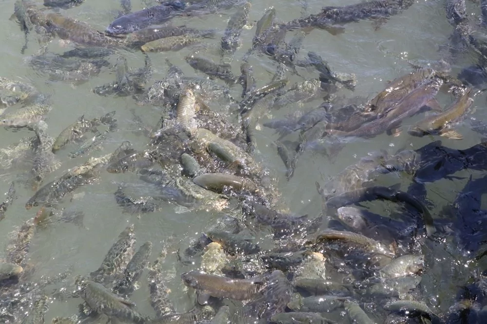 Balıklıgöl normale dönüyor