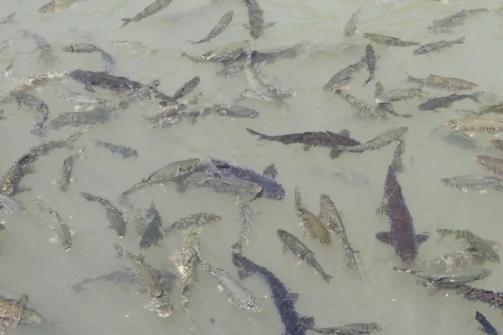 Balıklıgöl normale dönüyor