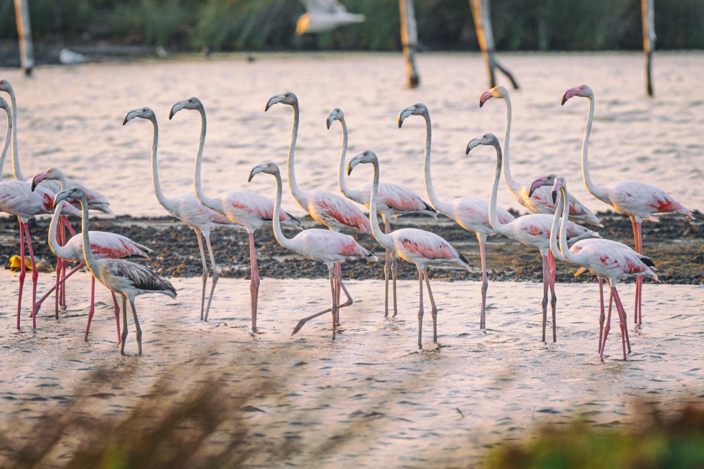 Flamingolar Venedik'ten Bursa'ya dönüyorlar!