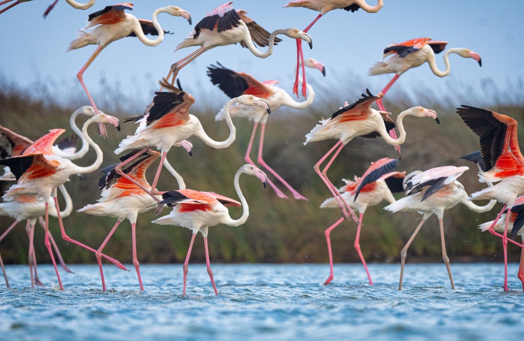 Flamingolar Venedik'ten Bursa'ya dönüyorlar!