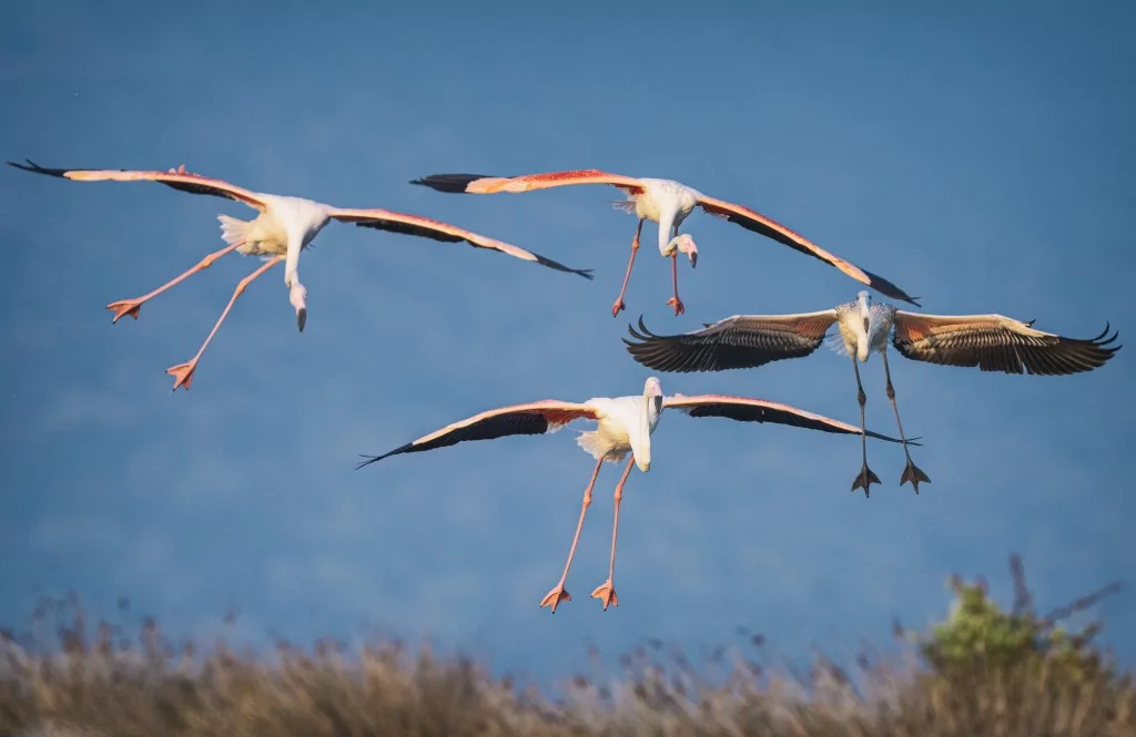 Flamingolar Venedik'ten Bursa'ya dönüyorlar!