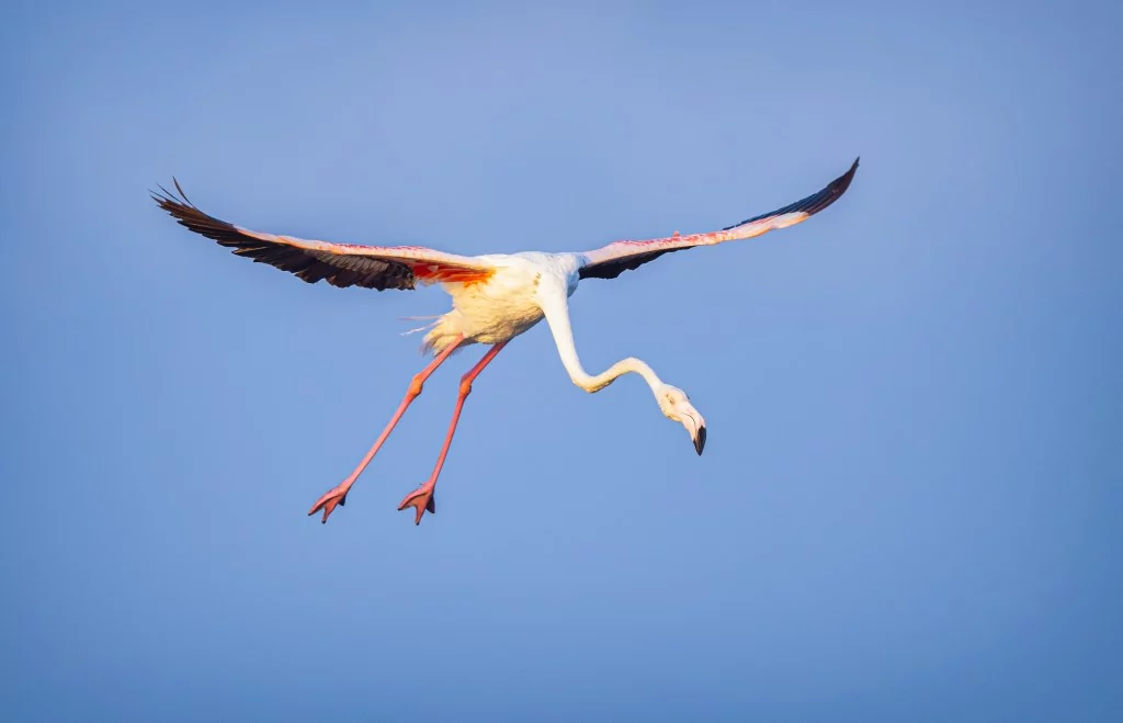 Flamingolar Venedik'ten Bursa'ya dönüyorlar!