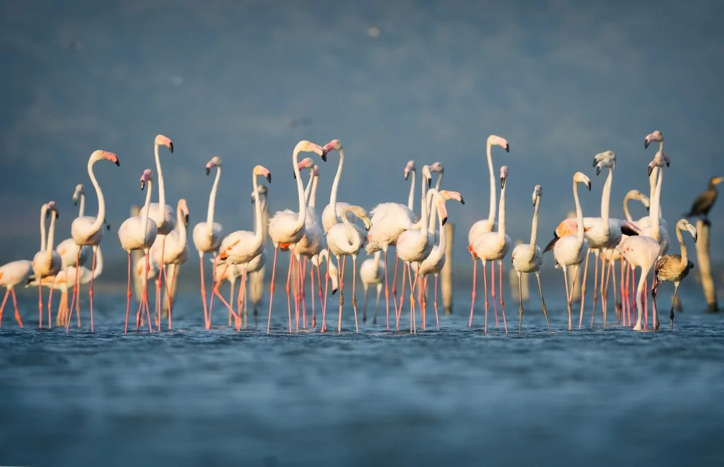 Flamingolar Venedik'ten Bursa'ya dönüyorlar!