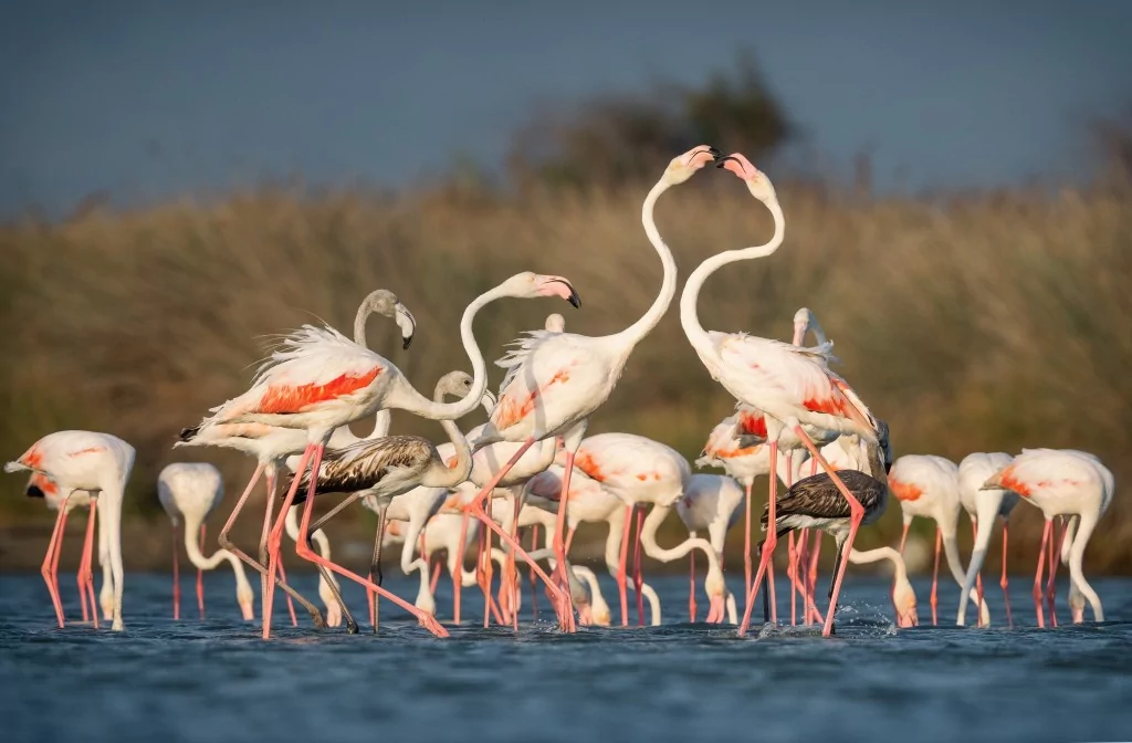 Flamingolar Venedik'ten Bursa'ya dönüyorlar!