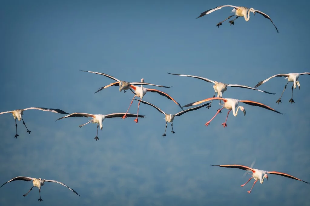 Flamingolar Venedik'ten Bursa'ya dönüyorlar!