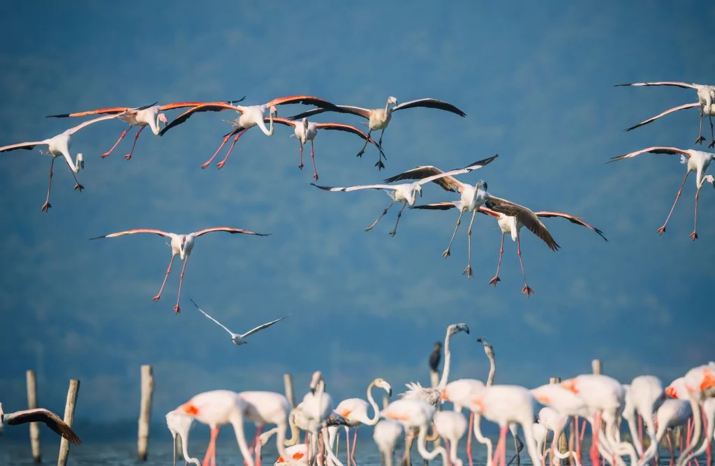 Flamingolar Venedik'ten Bursa'ya dönüyorlar!