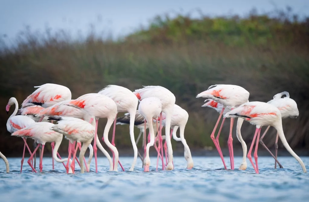 Flamingolar Venedik'ten Bursa'ya dönüyorlar!