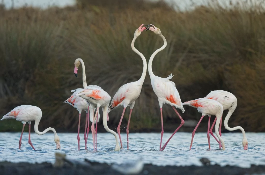 Flamingolar Venedik'ten Bursa'ya dönüyorlar!
