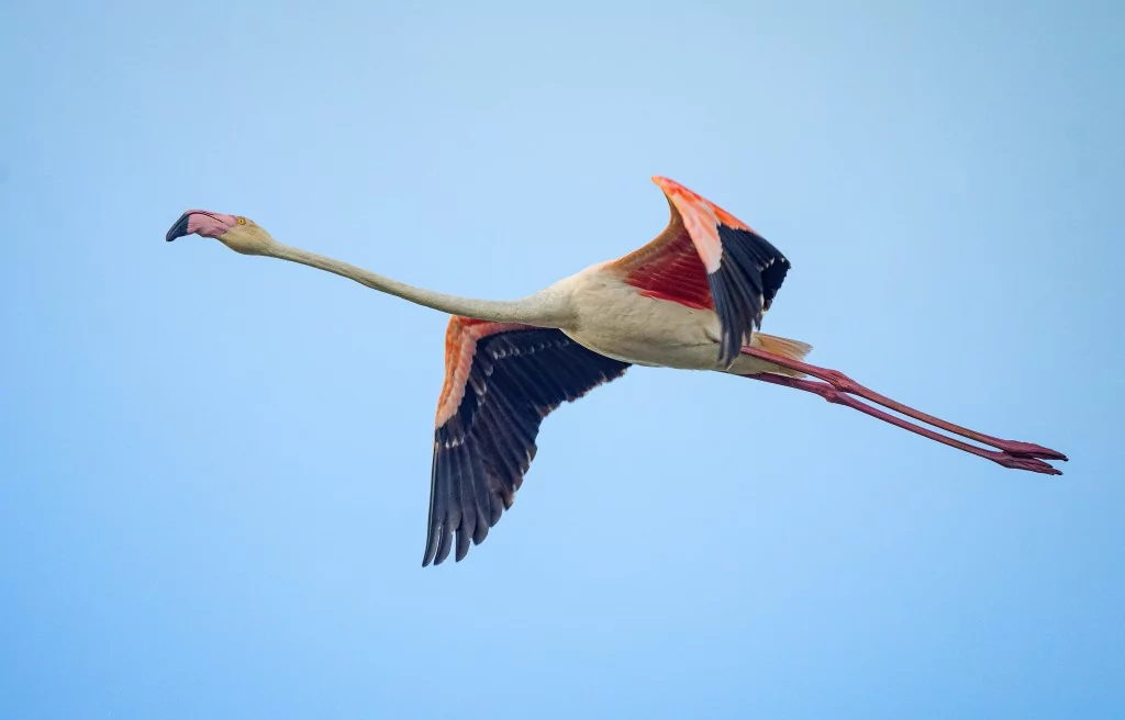 Flamingolar Venedik'ten Bursa'ya dönüyorlar!
