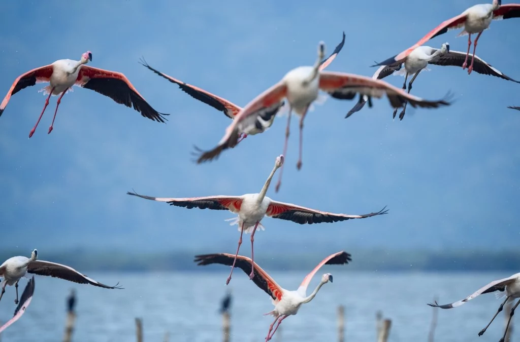 Flamingolar Venedik'ten Bursa'ya dönüyorlar!