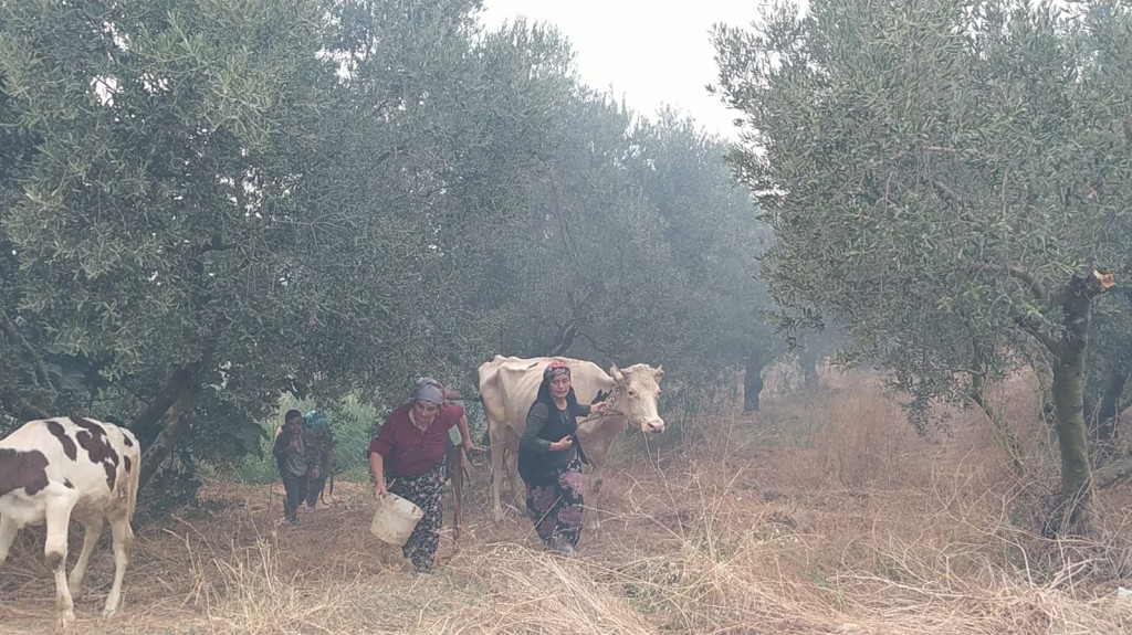 Bursa'da orman yangınından kahreden görüntüler...