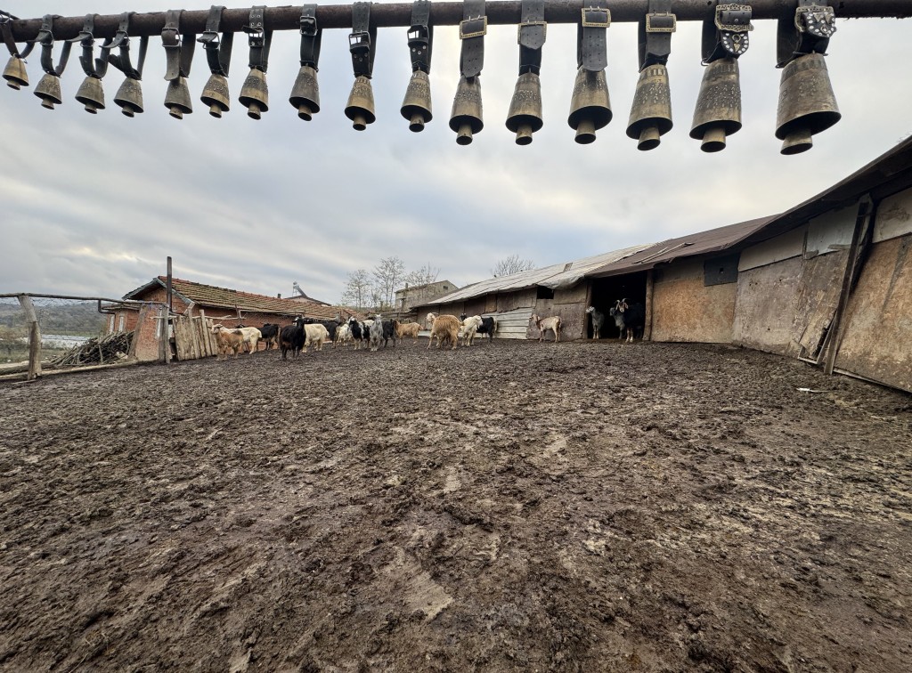 Tekirdağ'da keçi yetiştiren yaşlı adam çanlarla müzik yapıyor