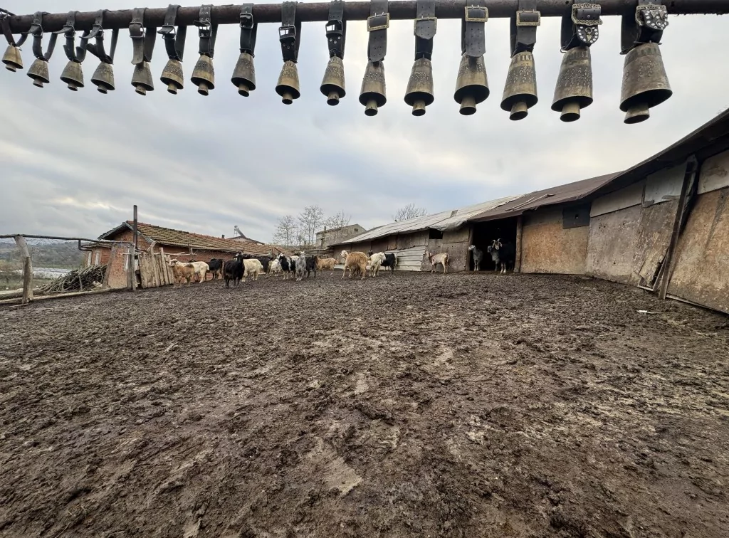 Tekirdağ'da keçi yetiştiren yaşlı adam çanlarla müzik yapıyor