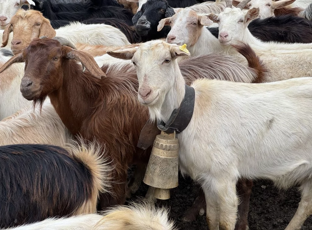 Tekirdağ'da keçi yetiştiren yaşlı adam çanlarla müzik yapıyor