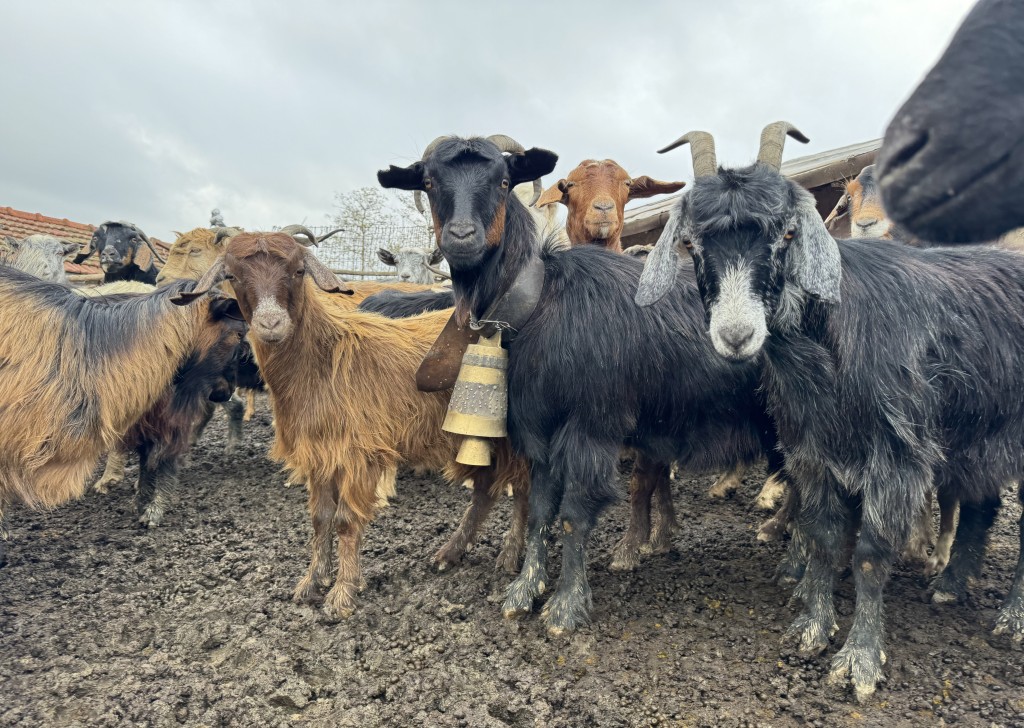 Tekirdağ'da keçi yetiştiren yaşlı adam çanlarla müzik yapıyor