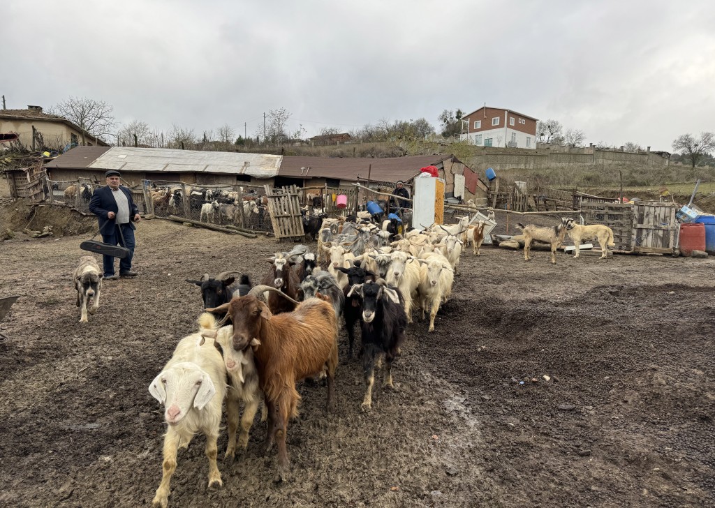 Tekirdağ'da keçi yetiştiren yaşlı adam çanlarla müzik yapıyor
