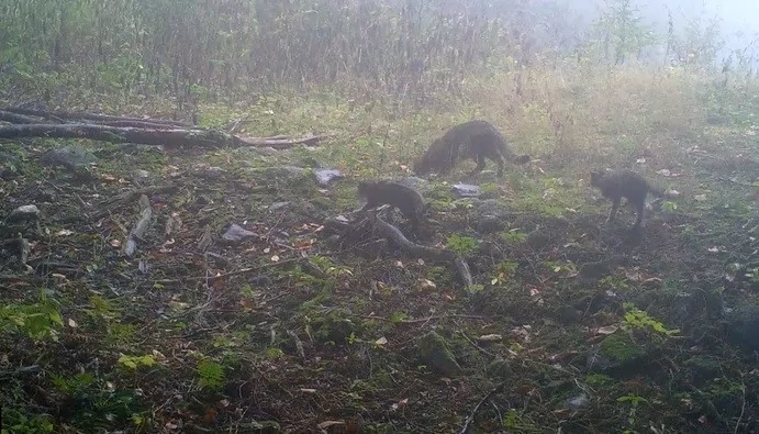 Bursa Uludağ'ın eteklerinde renkli görüntüler!