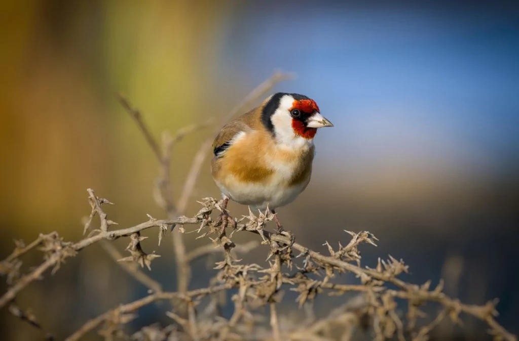 Deltada kışlayan göçmen ve yerleşik kuşlar