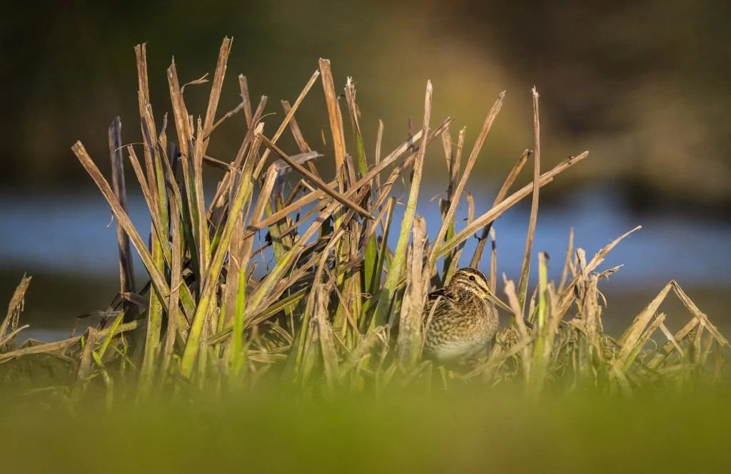 Deltada kışlayan göçmen ve yerleşik kuşlar