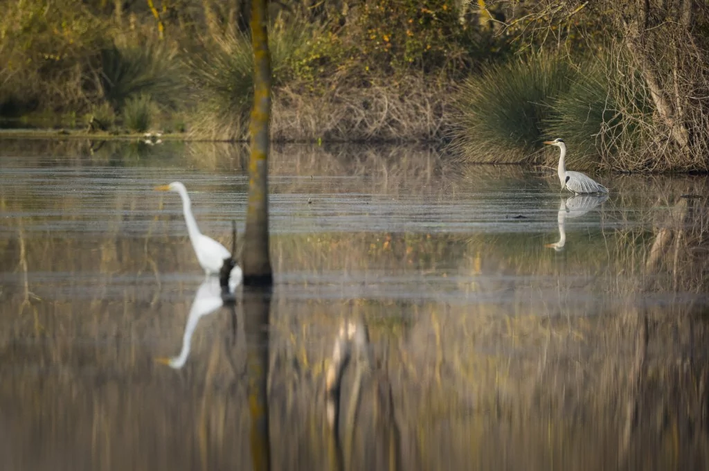 Deltada kışlayan göçmen ve yerleşik kuşlar