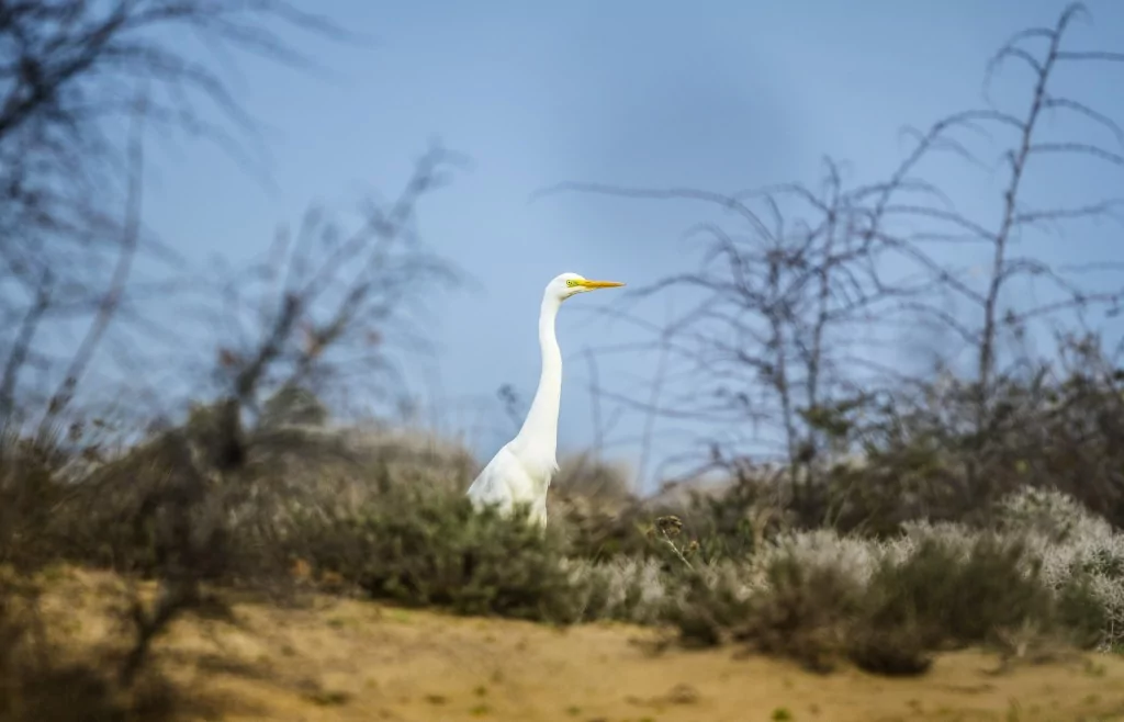 Deltada kışlayan göçmen ve yerleşik kuşlar