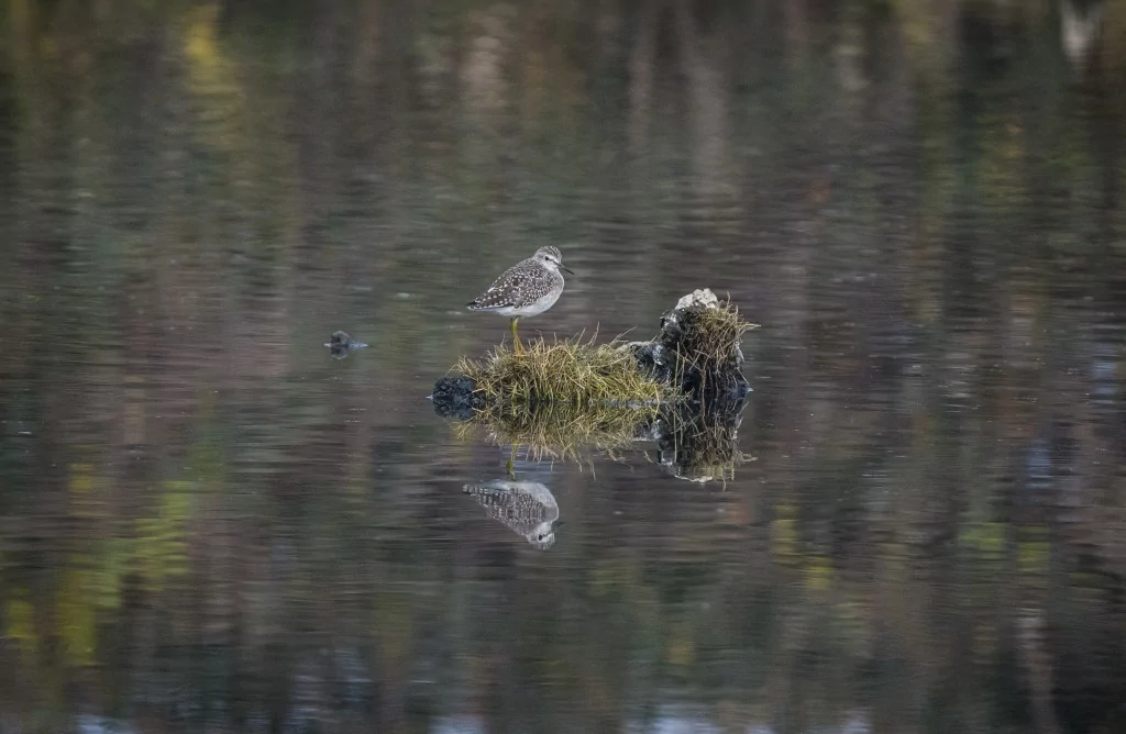 Deltada kışlayan göçmen ve yerleşik kuşlar