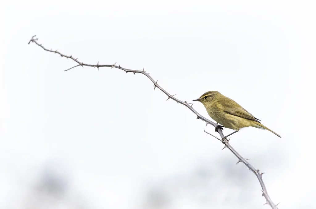Deltada kışlayan göçmen ve yerleşik kuşlar