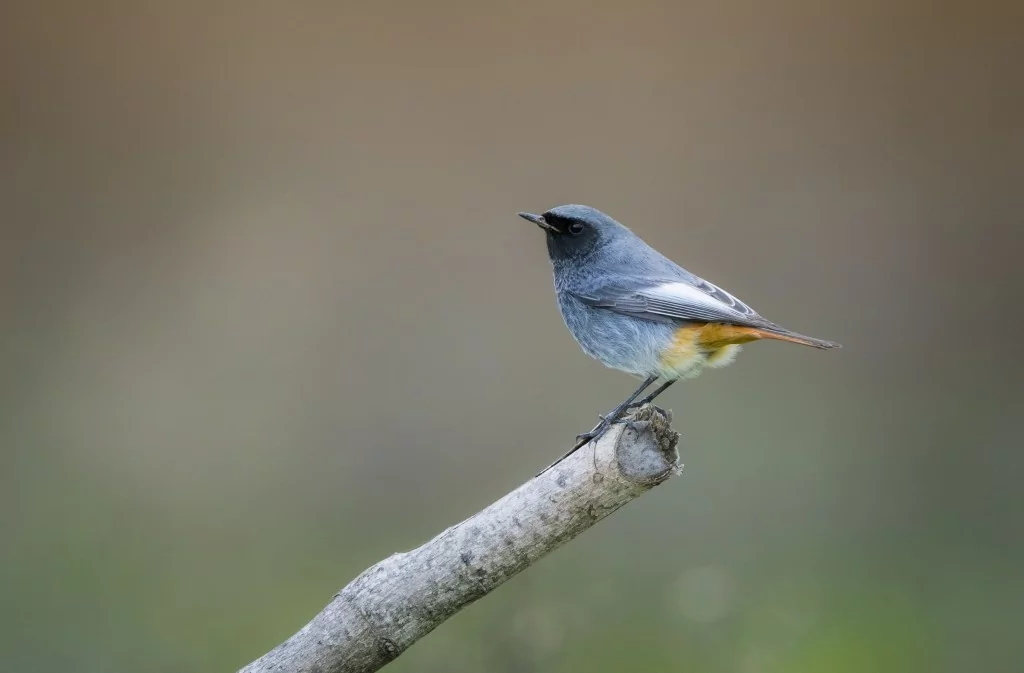 Deltada kışlayan göçmen ve yerleşik kuşlar