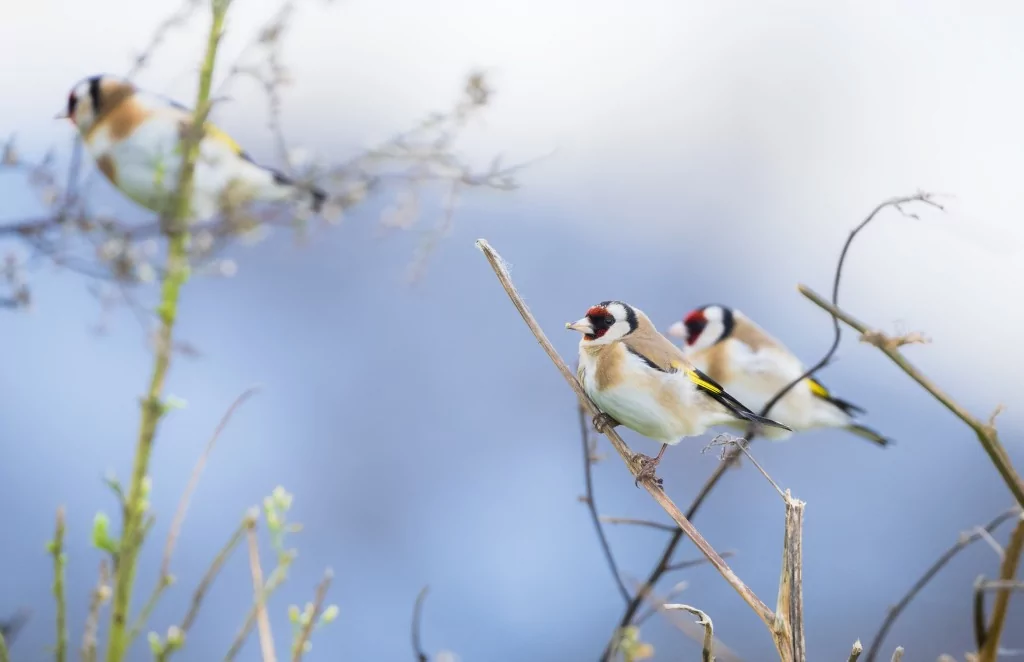 Deltada kışlayan göçmen ve yerleşik kuşlar