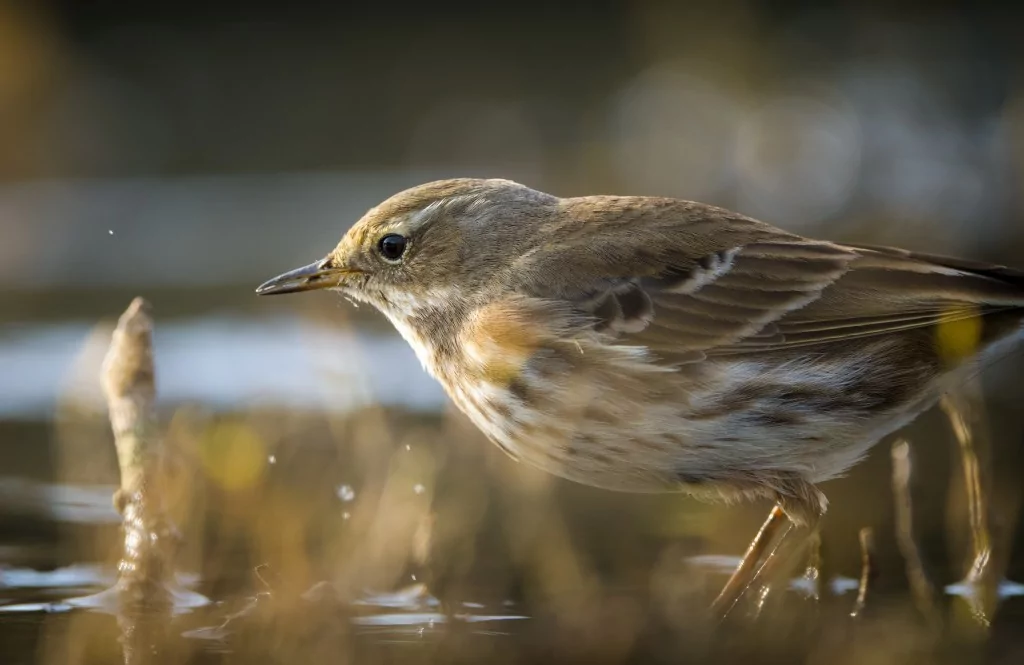 Deltada kışlayan göçmen ve yerleşik kuşlar