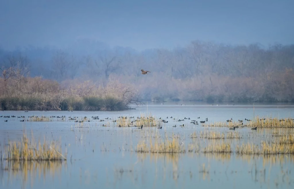 Deltada kışlayan göçmen ve yerleşik kuşlar