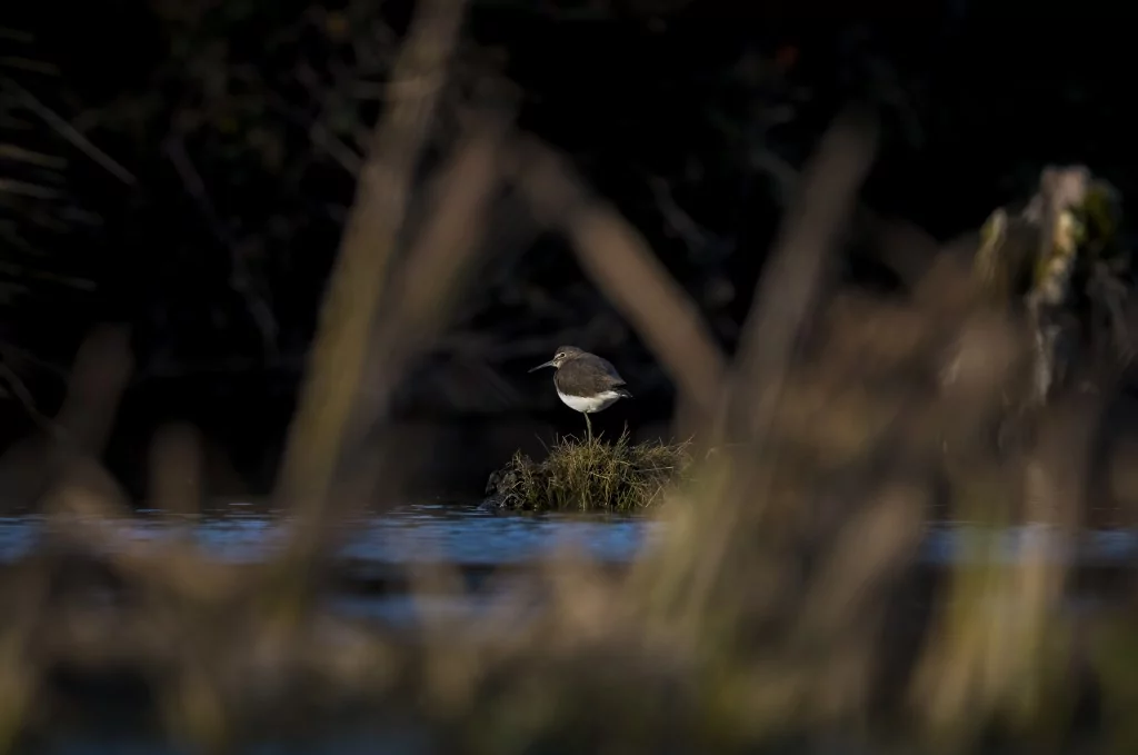 Deltada kışlayan göçmen ve yerleşik kuşlar
