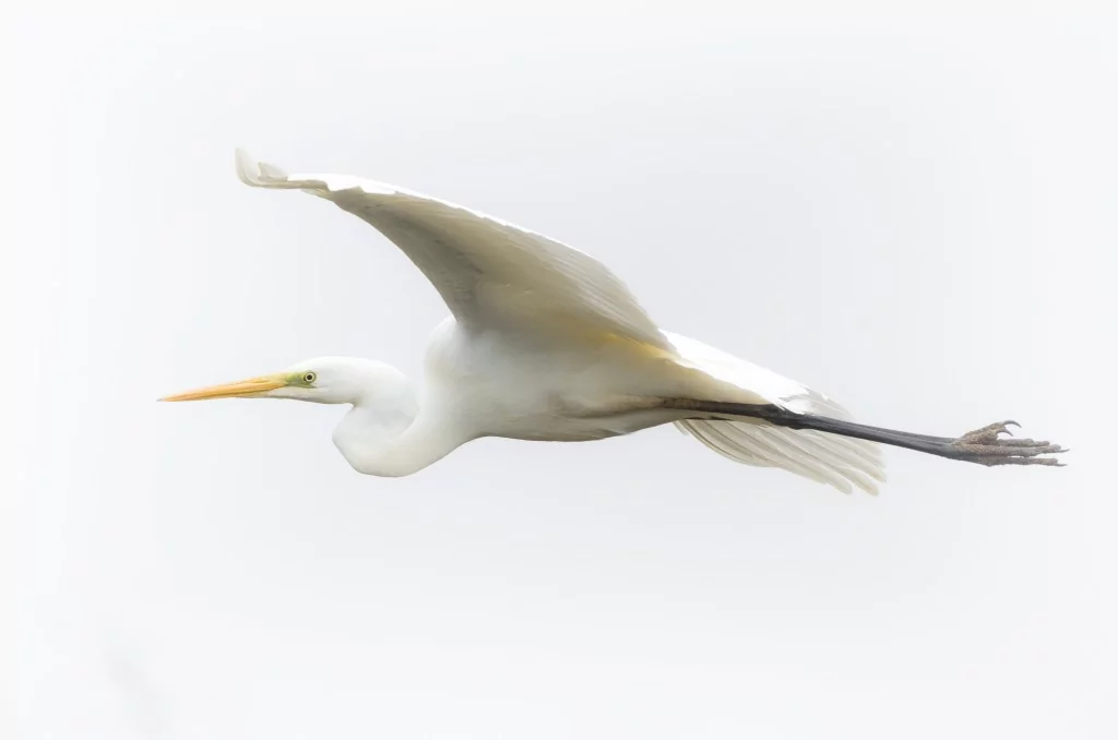 Deltada kışlayan göçmen ve yerleşik kuşlar