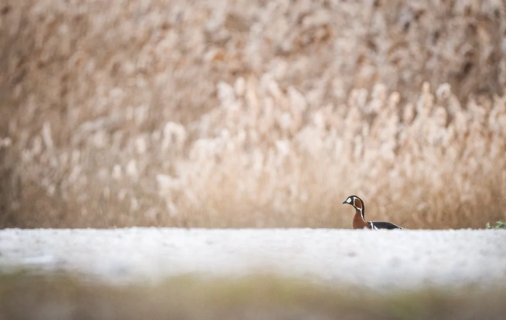 Bursa İznik Gölü'nde yaban hayatı görüntülendi