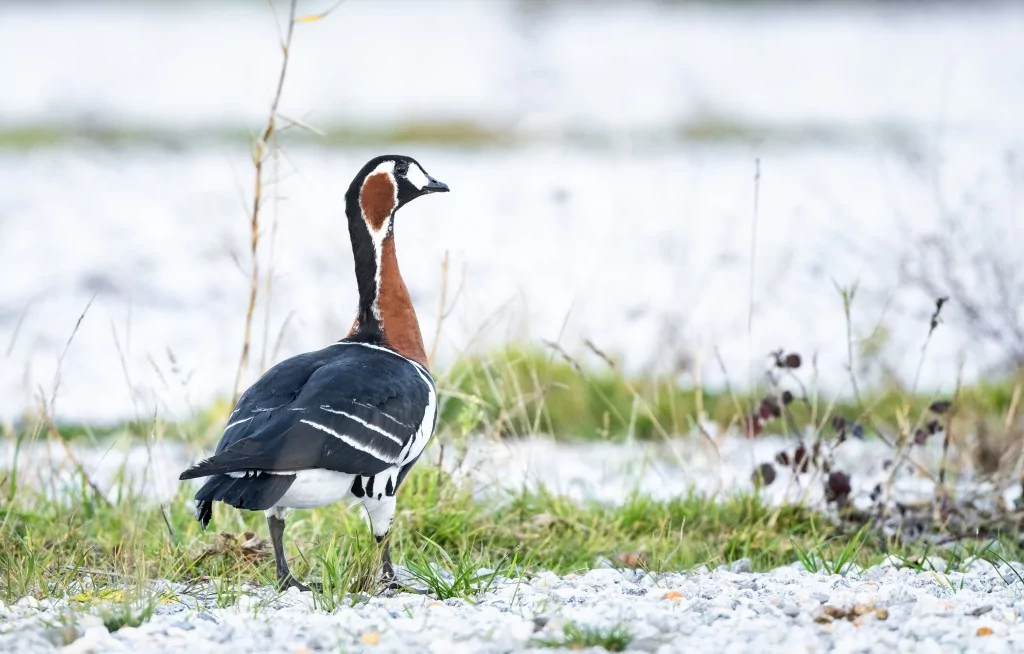 Bursa İznik Gölü'nde yaban hayatı görüntülendi