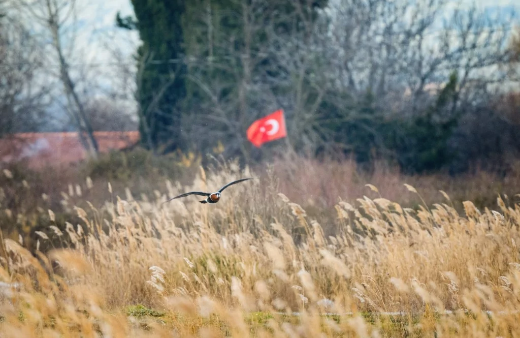 Bursa İznik Gölü'nde yaban hayatı görüntülendi