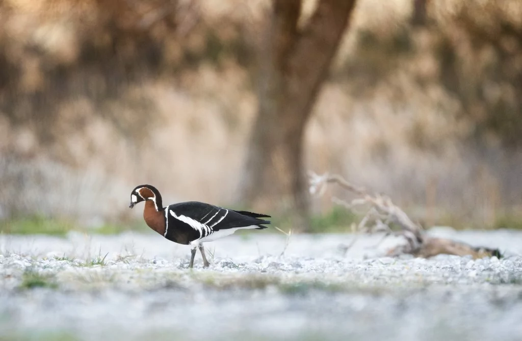Bursa İznik Gölü'nde yaban hayatı görüntülendi