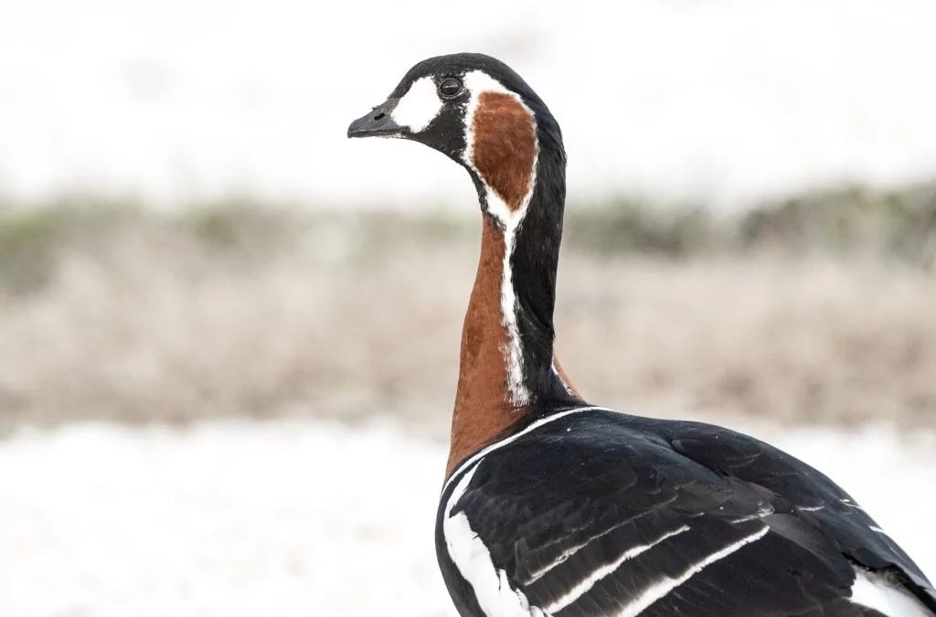 Bursa İznik Gölü'nde yaban hayatı görüntülendi