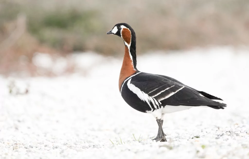 Bursa İznik Gölü'nde yaban hayatı görüntülendi
