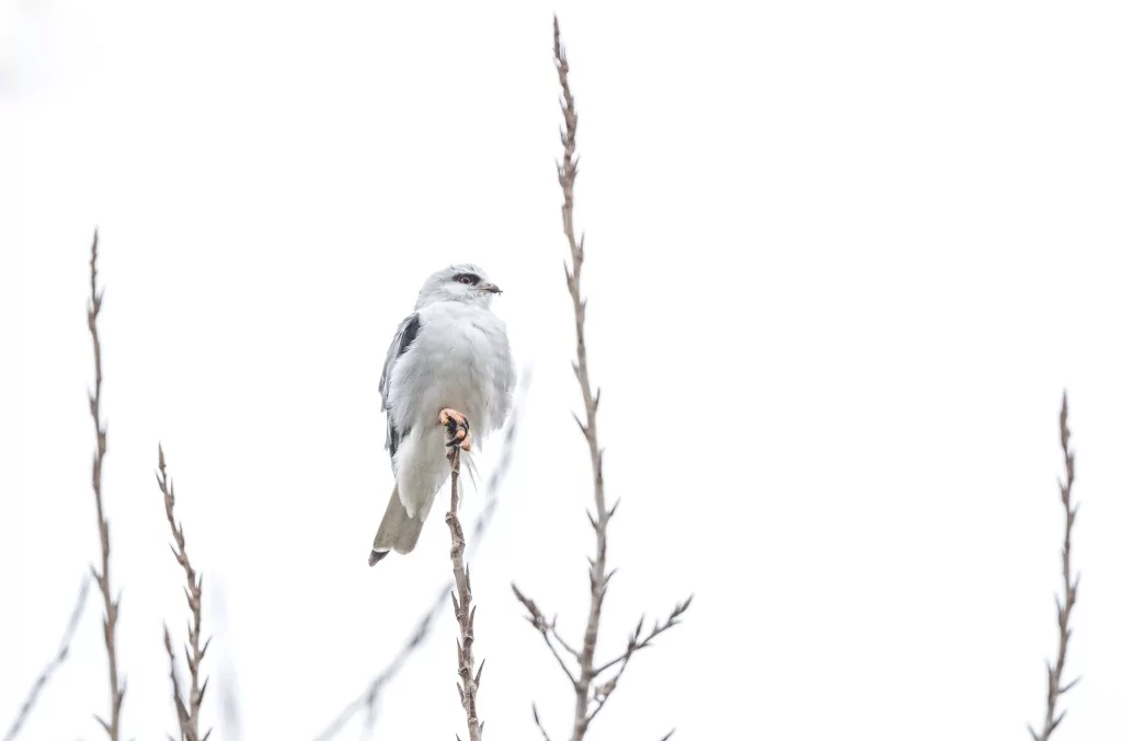 Türkiye'nin Uçan Yırtıcısı: Ak Çaylak Bursa'da görüntülendi
