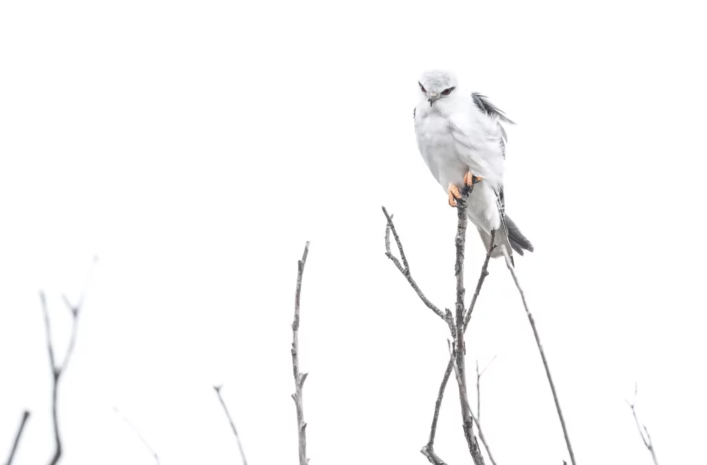 Türkiye'nin Uçan Yırtıcısı: Ak Çaylak Bursa'da görüntülendi