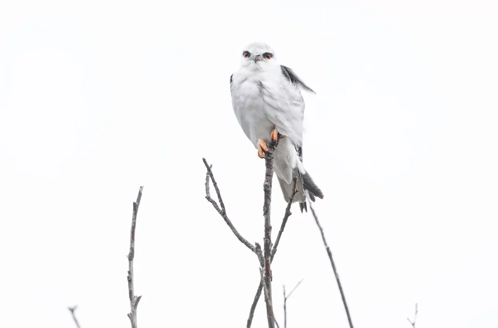 Türkiye'nin Uçan Yırtıcısı: Ak Çaylak Bursa'da görüntülendi