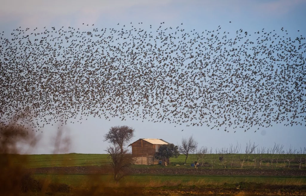 Bursa'da sığırcık kuşlarının dansı büyüledi