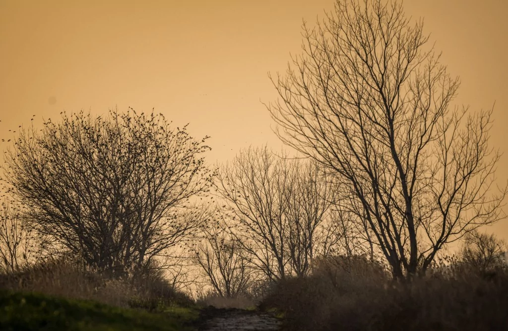 Bursa'da sığırcık kuşlarının dansı büyüledi
