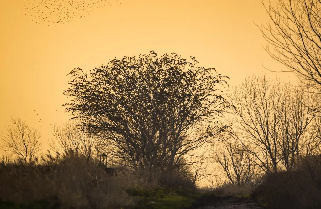 Bursa'da sığırcık kuşlarının dansı büyüledi