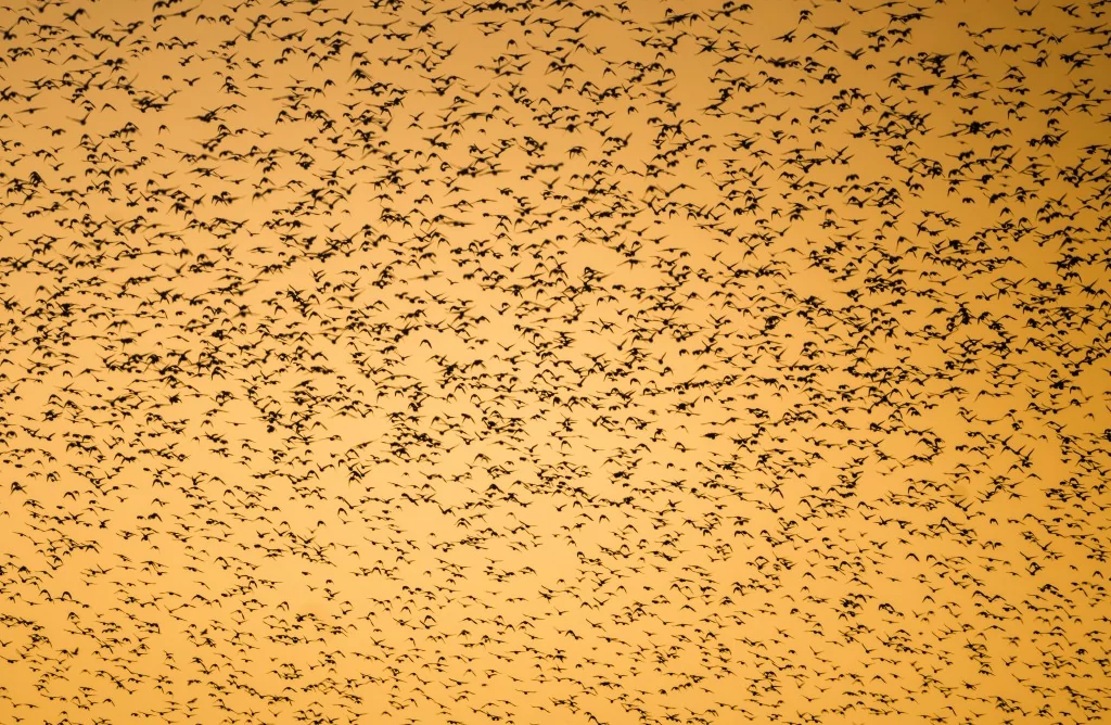 Bursa'da sığırcık kuşlarının dansı büyüledi