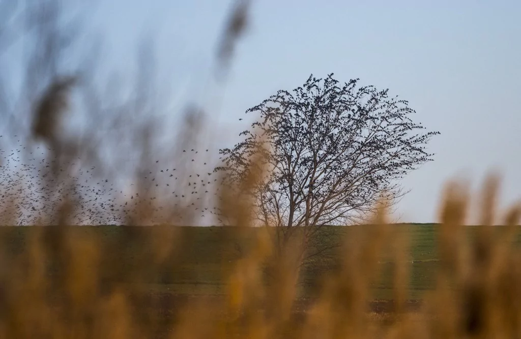 Bursa'da sığırcık kuşlarının dansı büyüledi