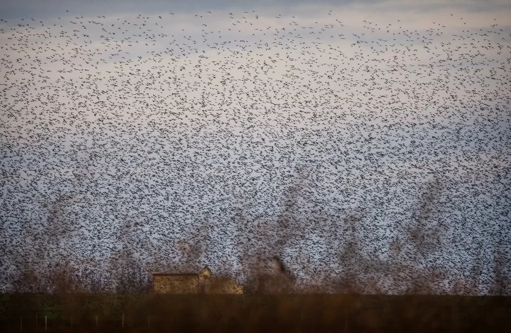 Bursa'da sığırcık kuşlarının dansı büyüledi