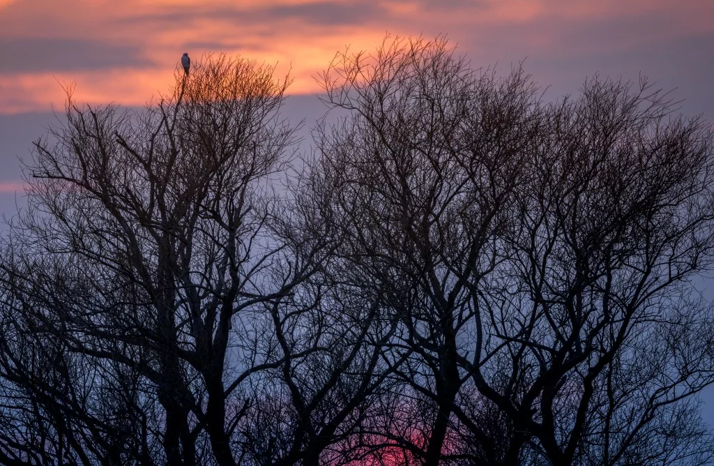 Bursa'da sığırcık kuşlarının dansı büyüledi