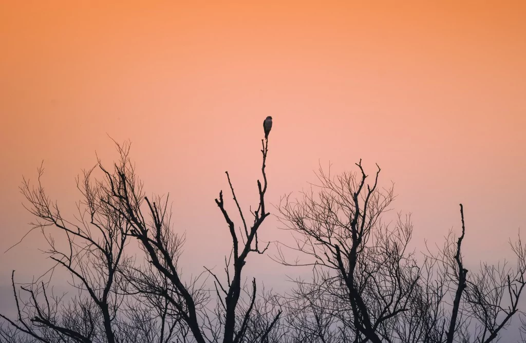 Bursa'da sığırcık kuşlarının dansı büyüledi